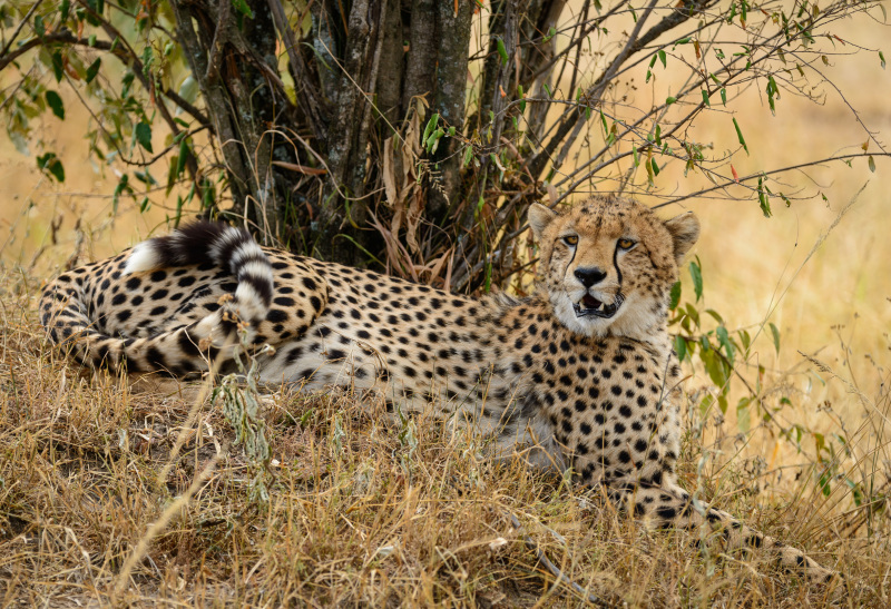 Restful Cheetah