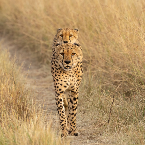 Rare Two-Headed Cheetah