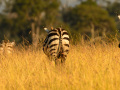 Zebra Migration