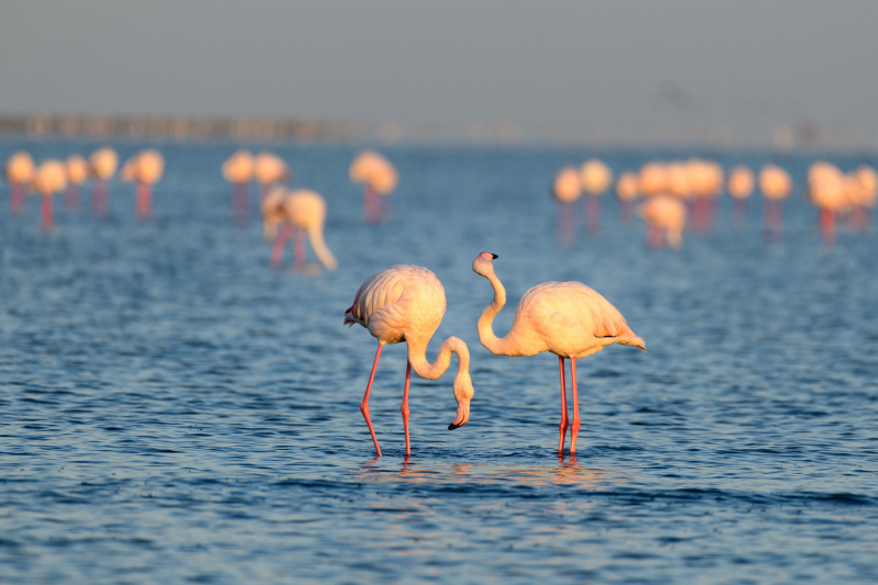Confused Flamingos