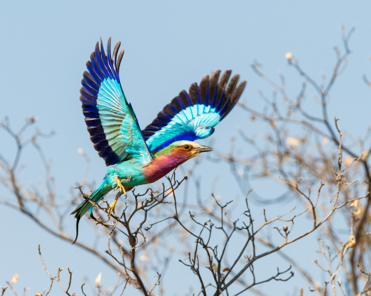 Lilac Breasted Roller Launch