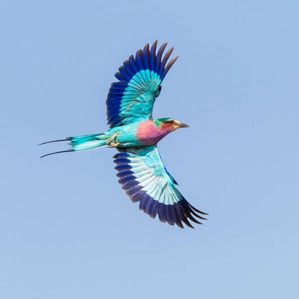 Lilac Breasted Roller in Flight