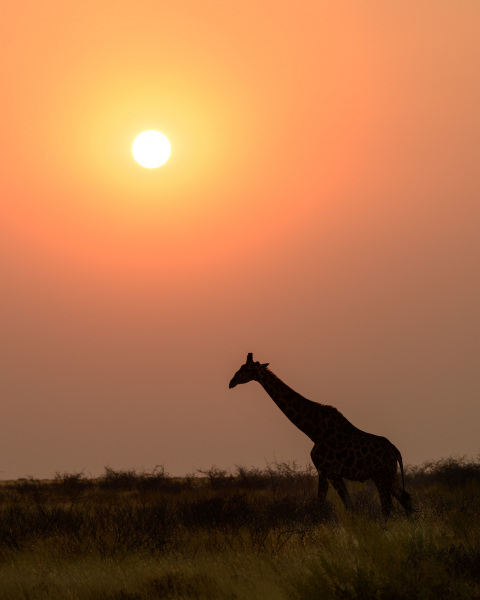 Sunset Giraffe Silhouette