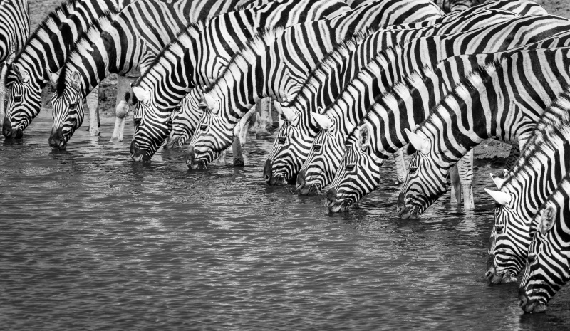 Zebras for a Drink