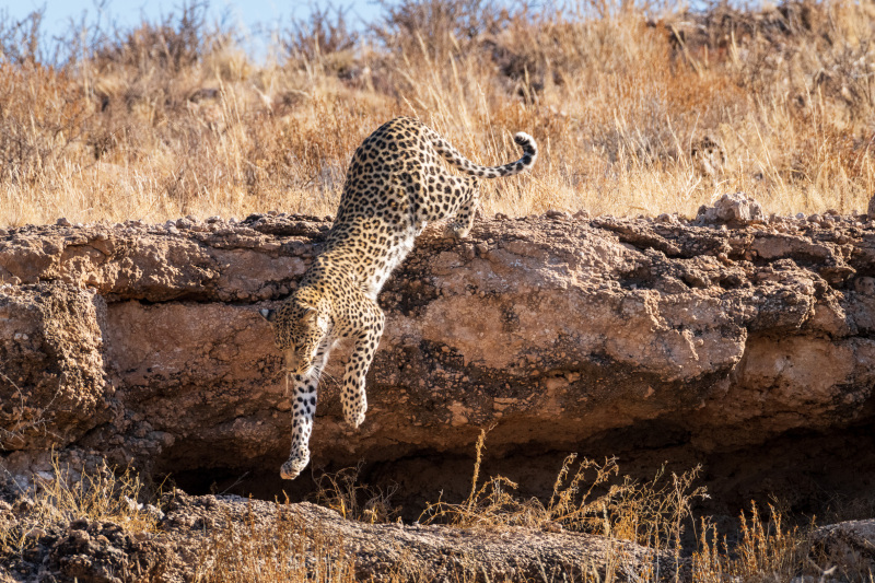 Leaping Leopard