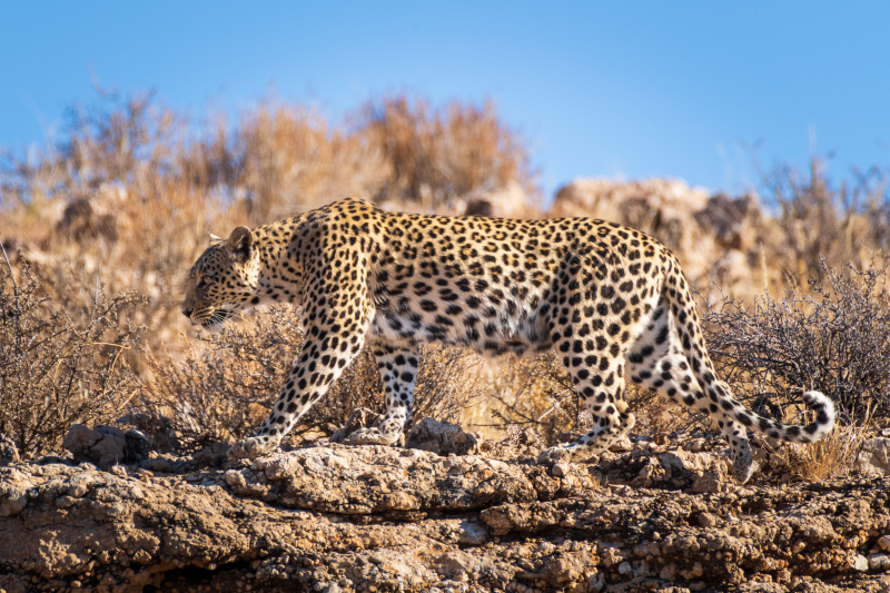 Leopard Walking