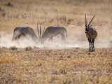 Oryx Spat