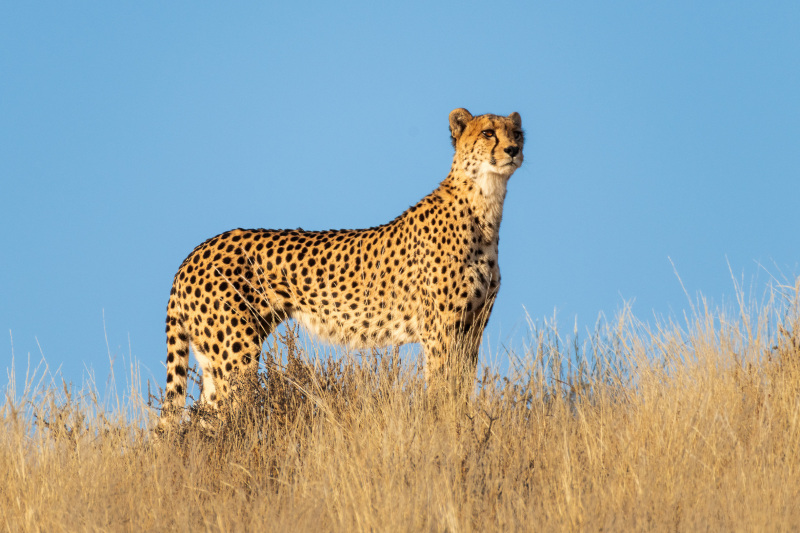 Cheetah Pose