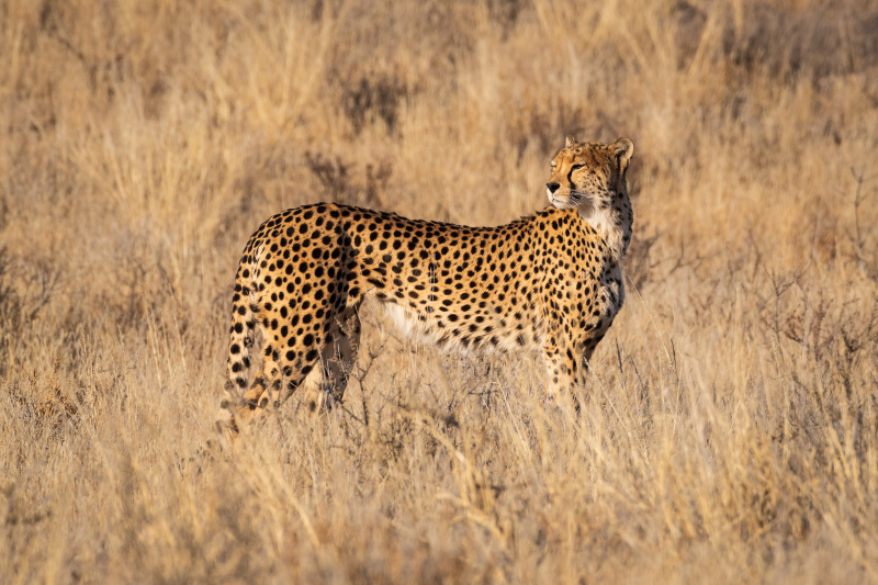 Cheetah Astride