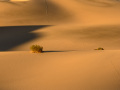 Tracks at Mesquite Dunes