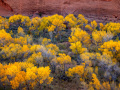 Fall Colors on the Burr Trail