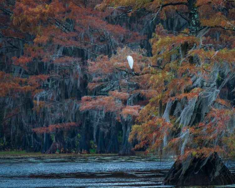 Egret with Fall Colors