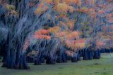 Colorful Cypress Trees in a Bog