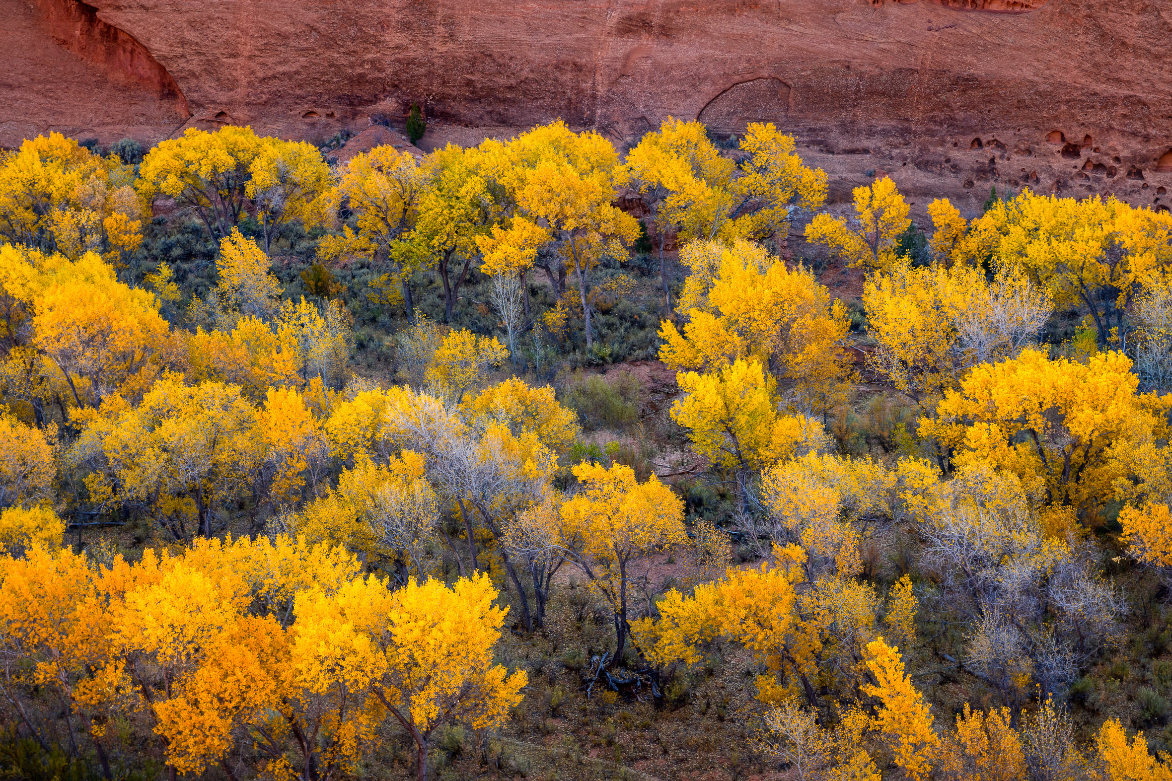 Fall Colors on the Burr Trail
