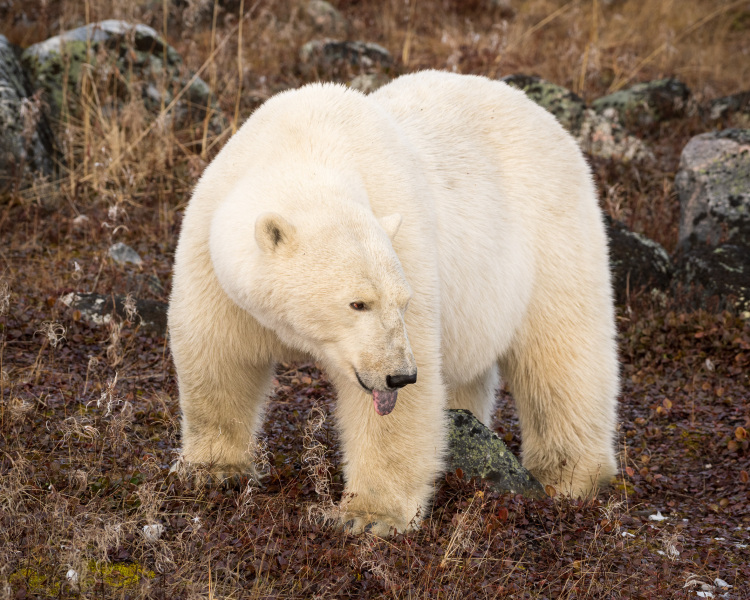 Polar Bear Tongue