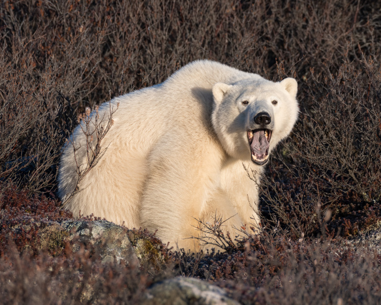 Roar of the Polar Bear