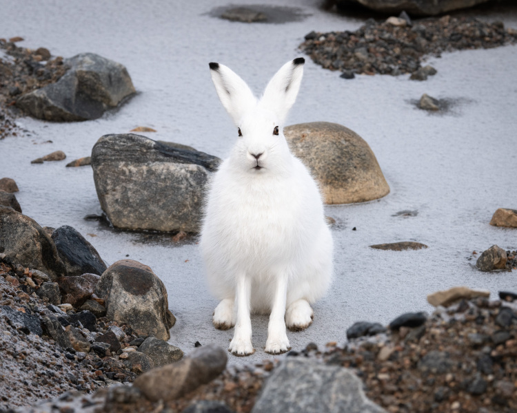 Arctic Hare Portrait