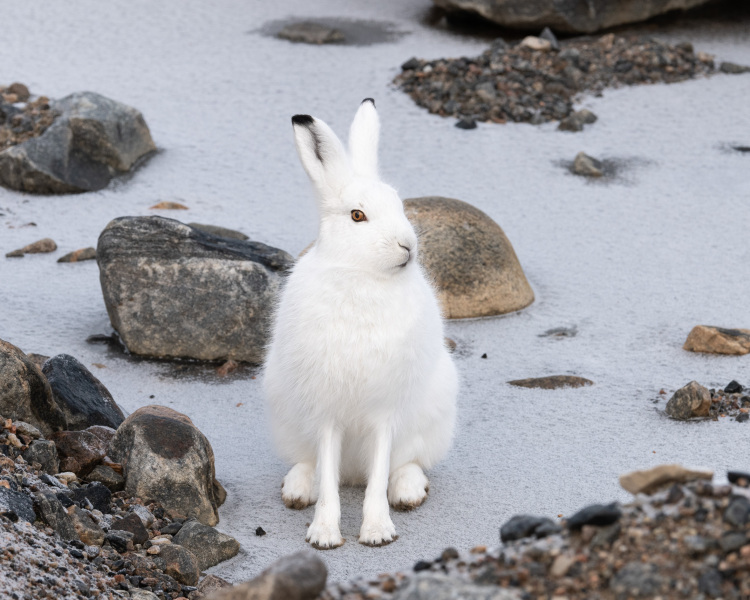 Arctic Hare Looks Left
