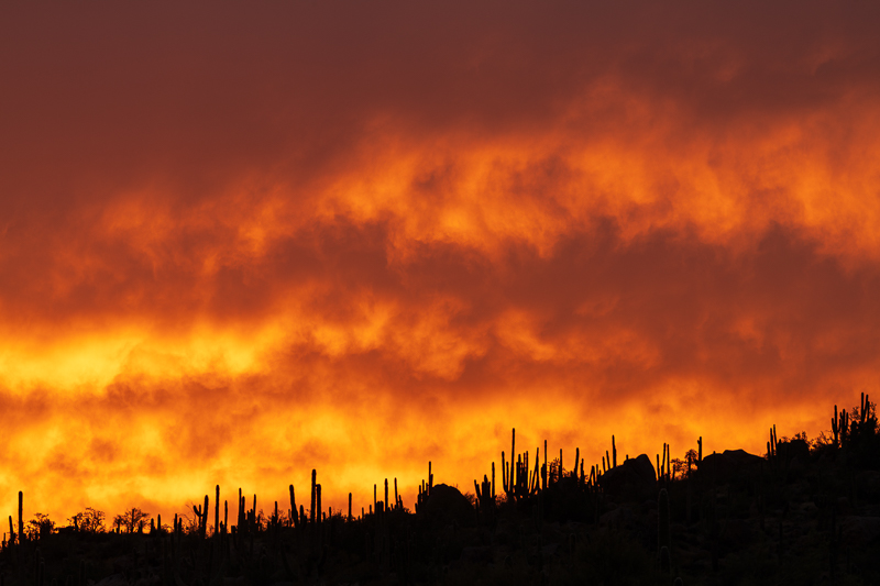 Saguaros on Fire
