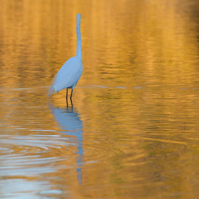 Egret in Orange