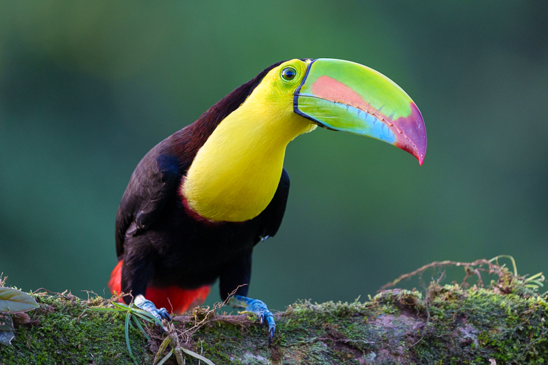 Keel-Billed Toucan