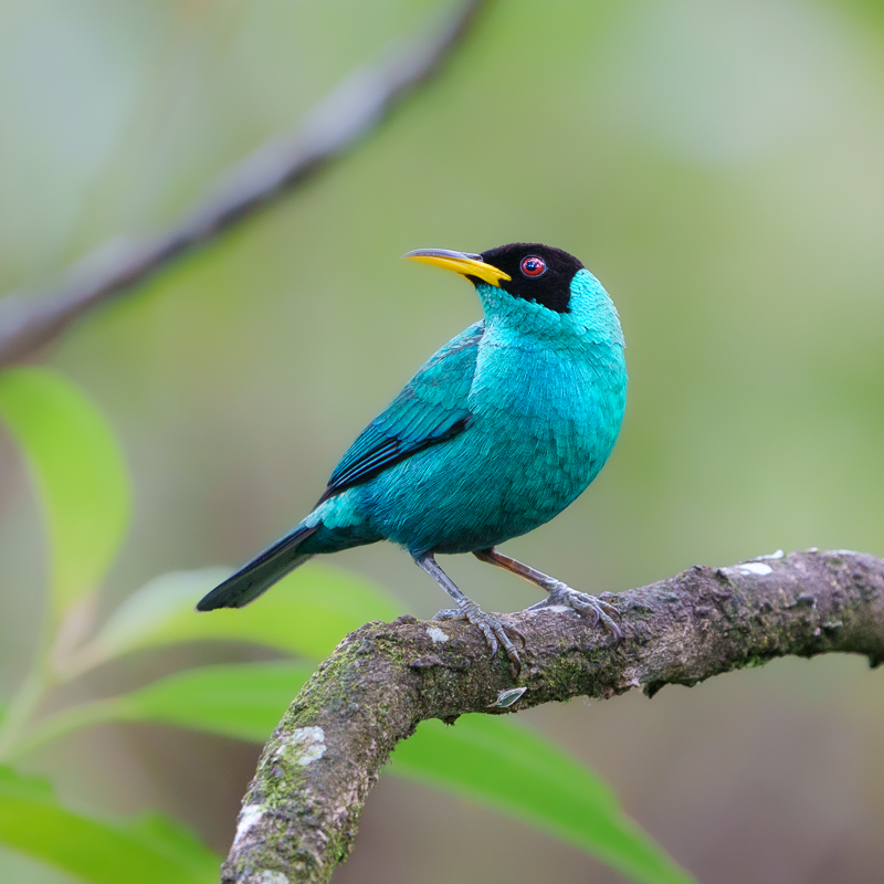 Aqua Tanager